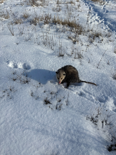 iNaturalist observation photo of Virginia Opossum