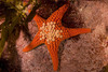 Nectria pedicelligera - Photo (c) ajhg, some rights reserved (CC BY-NC-ND), uploaded by ajhg