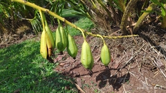 Grammatophyllum speciosum