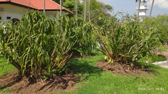 Grammatophyllum speciosum