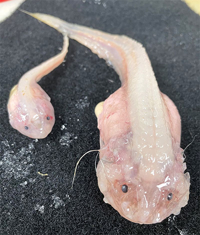 Pseudoliparis belyaevi