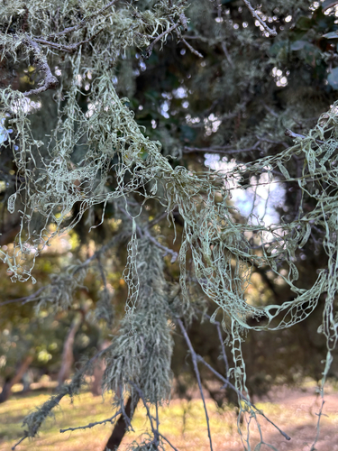 iNaturalist observation photo of lace lichen