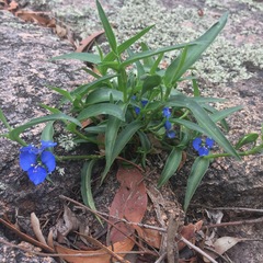 Commelina lanceolata