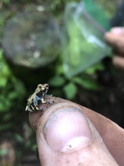 Pristimantis ventrimarmoratus