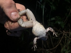Leptodactylus wagneri