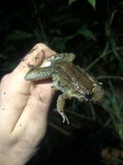 Leptodactylus wagneri