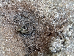 Dichroplus elongatus