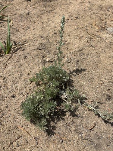 iNaturalist observation photo of fringed sagebrush