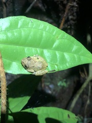 Pristimantis altamazonicus