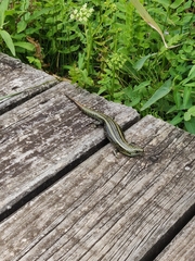 Lissolepis coventryi