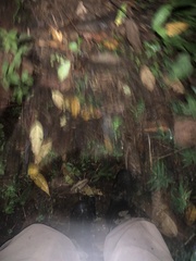 Potamites strangulatus