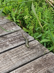 Lissolepis coventryi