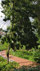 Garcinia atroviridis