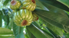 Garcinia atroviridis