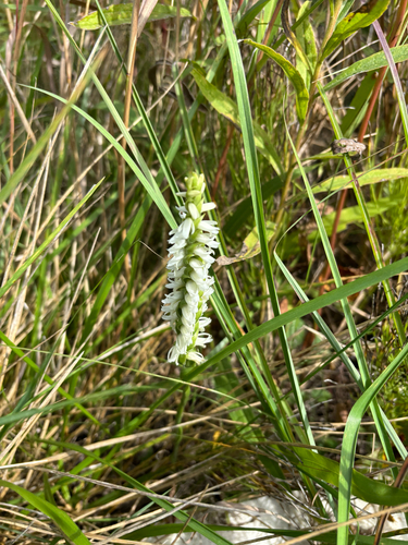 iNaturalist observation photo of Great Plains Ladies' Tresses
