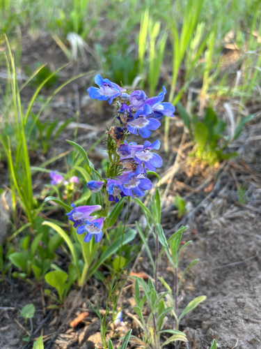 iNaturalist observation photo of Sawsepal Beardtongue
