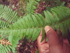 Polystichum californicum × munitum