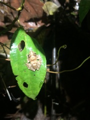 Pristimantis prolatus