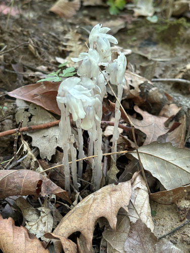 iNaturalist observation photo of Ghost Pipe