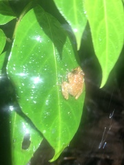 Pristimantis prolatus