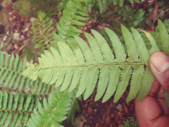 Polystichum californicum × munitum