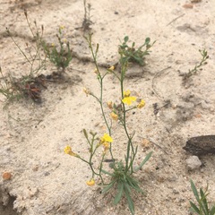 Goodenia macbarronii