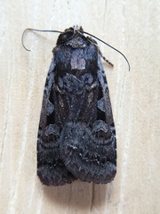 Parabagrotis exsertistigma