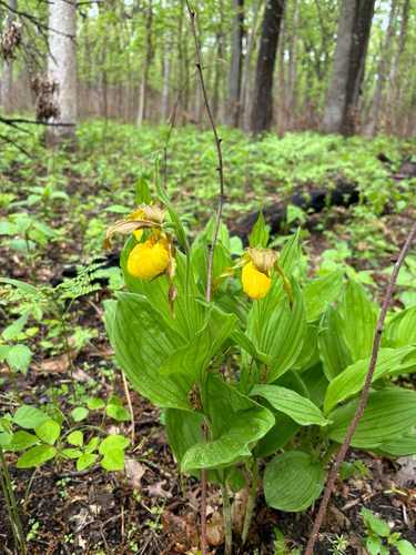iNaturalist observation photo of yellow lady's slipper