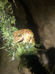 Pristimantis rubicundus