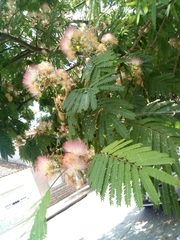 Albizia julibrissin