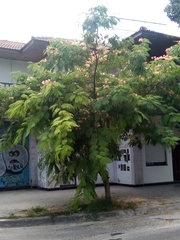 Albizia julibrissin