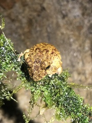 Pristimantis rubicundus