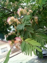 Albizia julibrissin