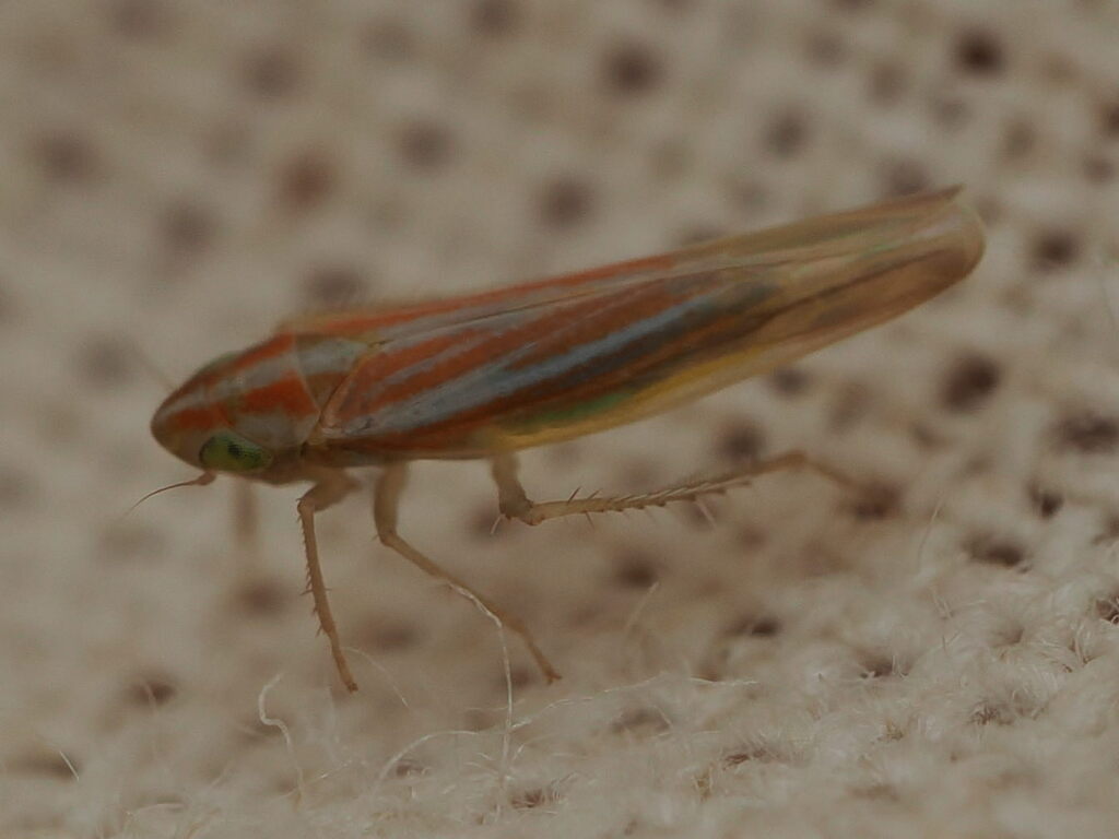 Dikraneura abnormis