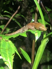 Gelanesaurus flavogularis