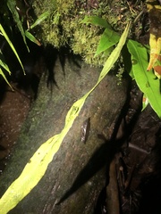 Rulyrana flavopunctata