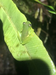 Rulyrana flavopunctata