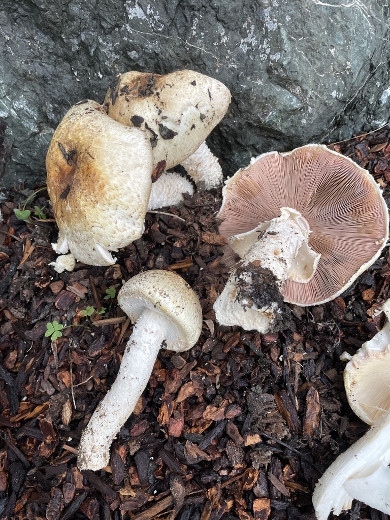 Agaricus augustus · December 2025 · photo: © dkincmbria (iNaturalist, cc0)