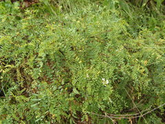 Eysenhardtia orthocarpa