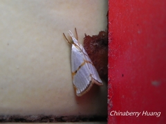 Pseudargyria interruptella