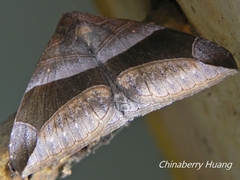 Bastilla maturata