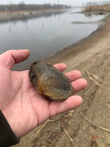 iNaturalist observation photo of Giant Floater