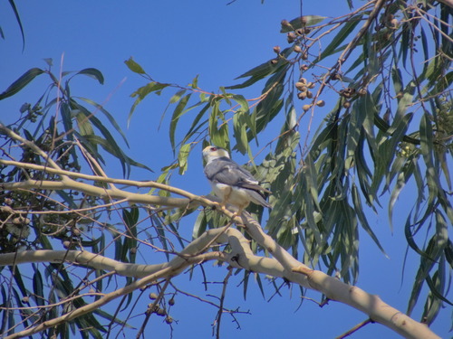 Pearl Kite