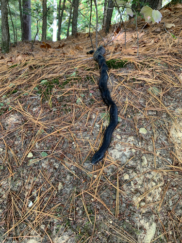 iNaturalist observation photo of Central Ratsnake