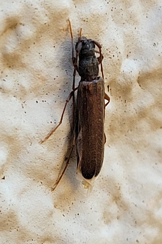 Haplidus laticeps