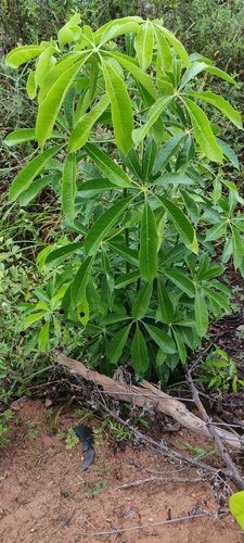 Eriotheca globosa, 2025-11-30