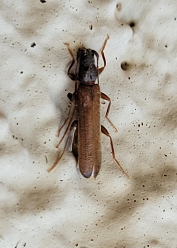 Haplidus laticeps