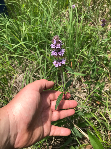 iNaturalist observation photo of downy pagoda plant