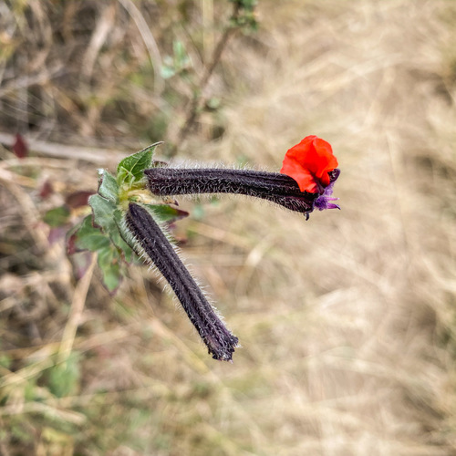 Cuphea llavea
