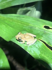 Pristimantis kichwarum